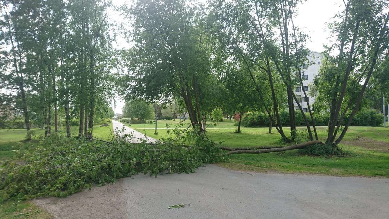 Tuuli on kaatanut lukuisia puita Oulussa. Heinäpäässä puu oli kaatunut pyörätielle.