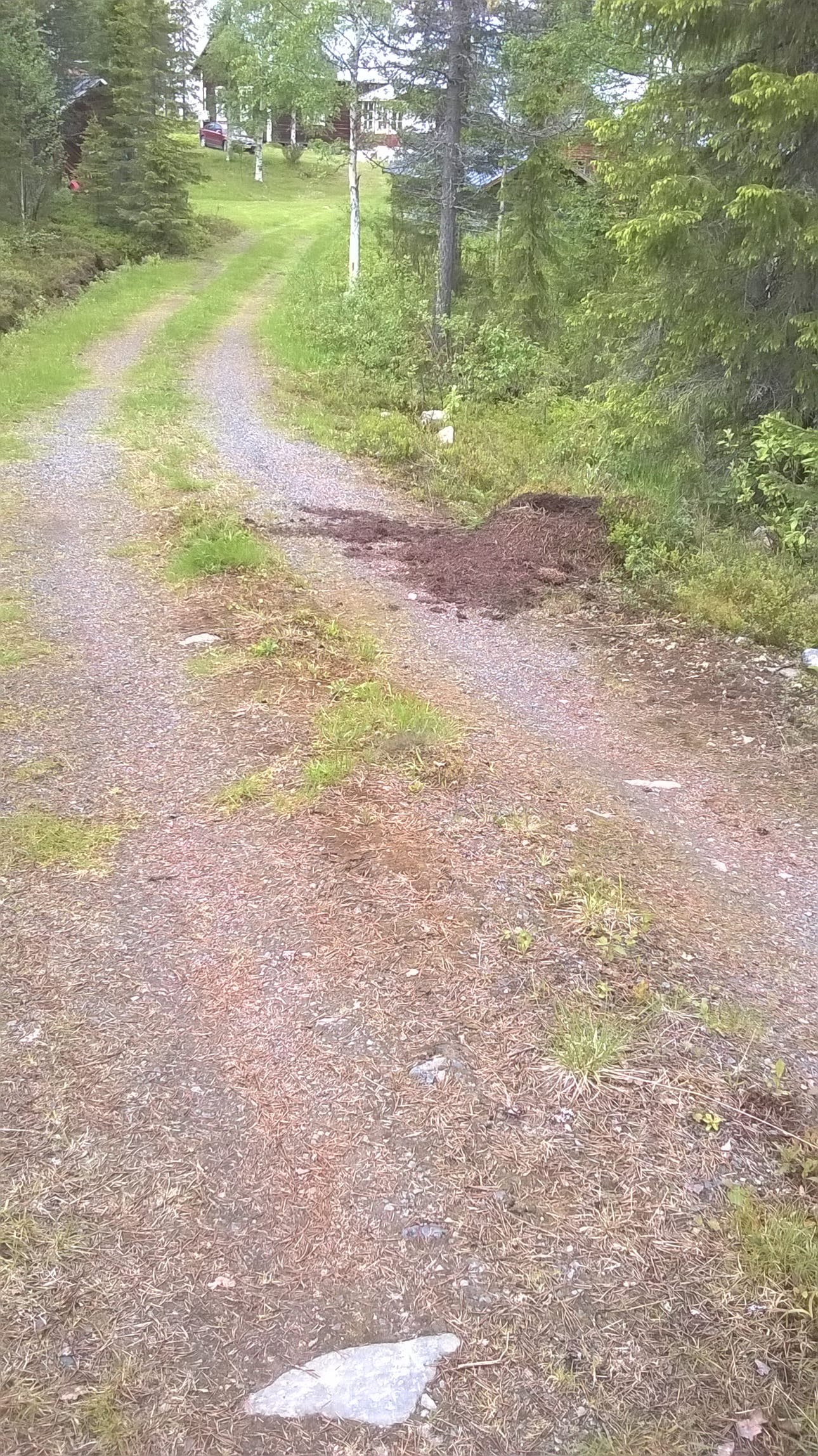 Karhu söi muurahaisia pihatiellä.
