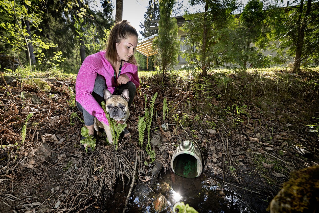 Marleena Mäkelän asuman rivitaloyhtiön tontti rajoittuu metsään, jossa hän käyttää omaa koiraansa Poirotia. Toukokuussa viemäriputkesta kuului räpinää. Mäkelä pelasti muovipussista löytyneen siilin. Arkistokuva.