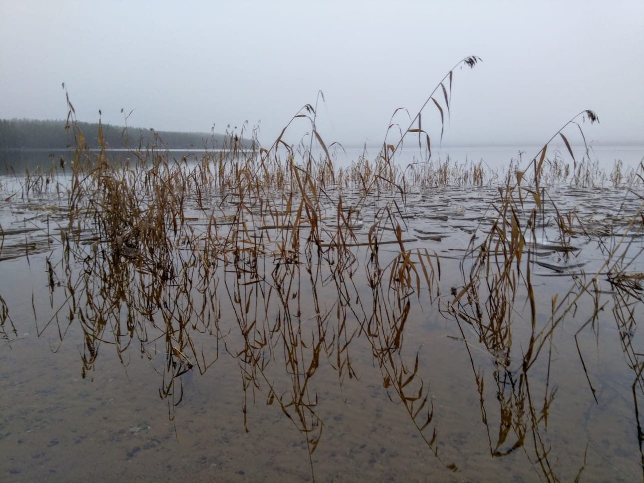 Norvajärvi väreilee vielä sulana marraskuun puolivälissä. Vain pientä riitettä näkyy järviruokojen ympärillä.