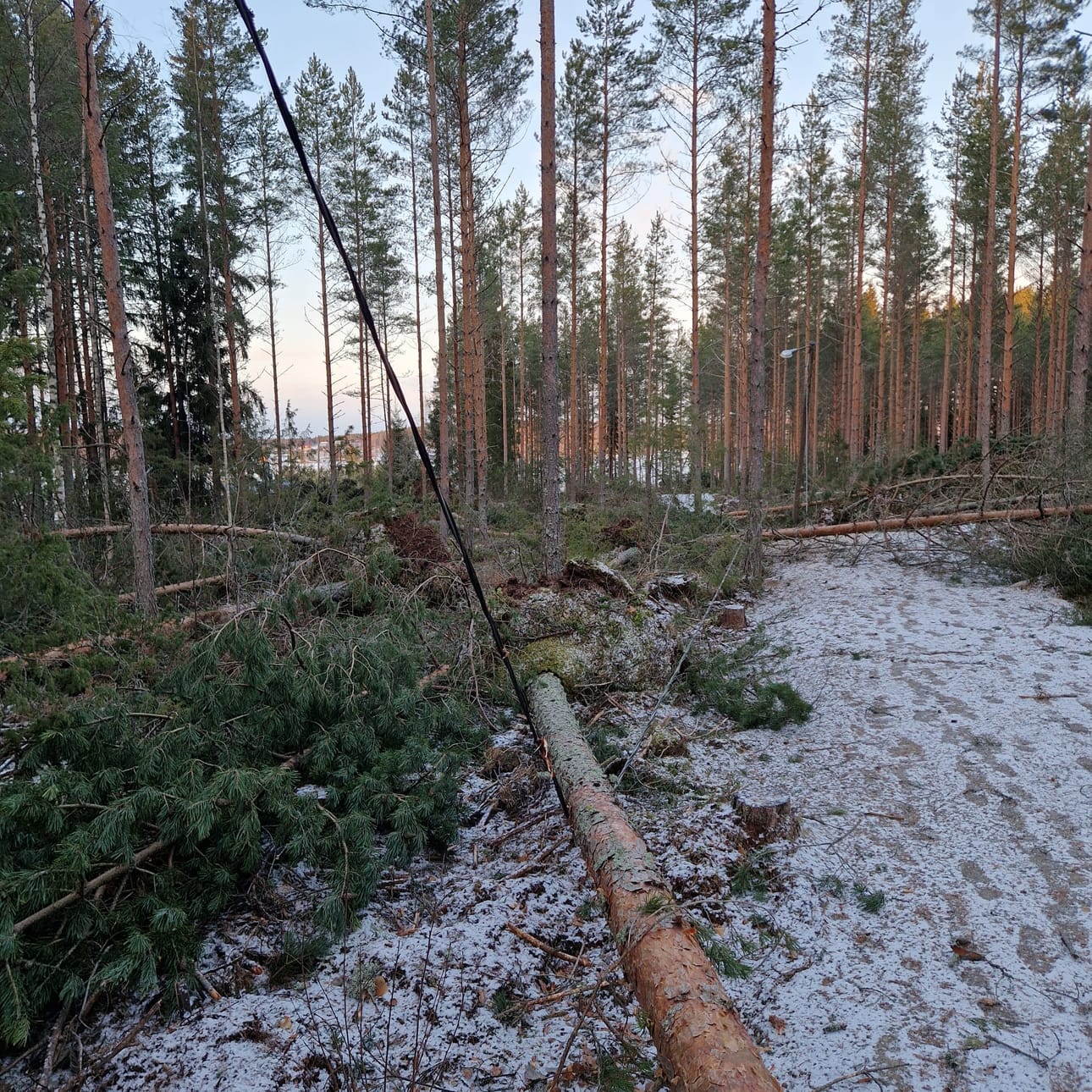 Hannes-myrskyn kaatamaa metsää joulukuulta.