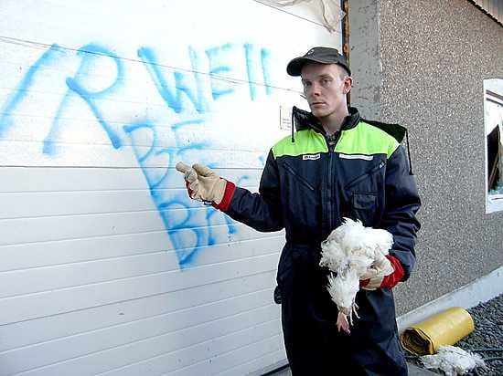 Kanalan omistaja Jan-Henrik Lillbåsk Närpiön Norrnäsissa esittelee kuollut kana kädessään kanalan seinään maalattua viestiä: EVR, We'll be back.