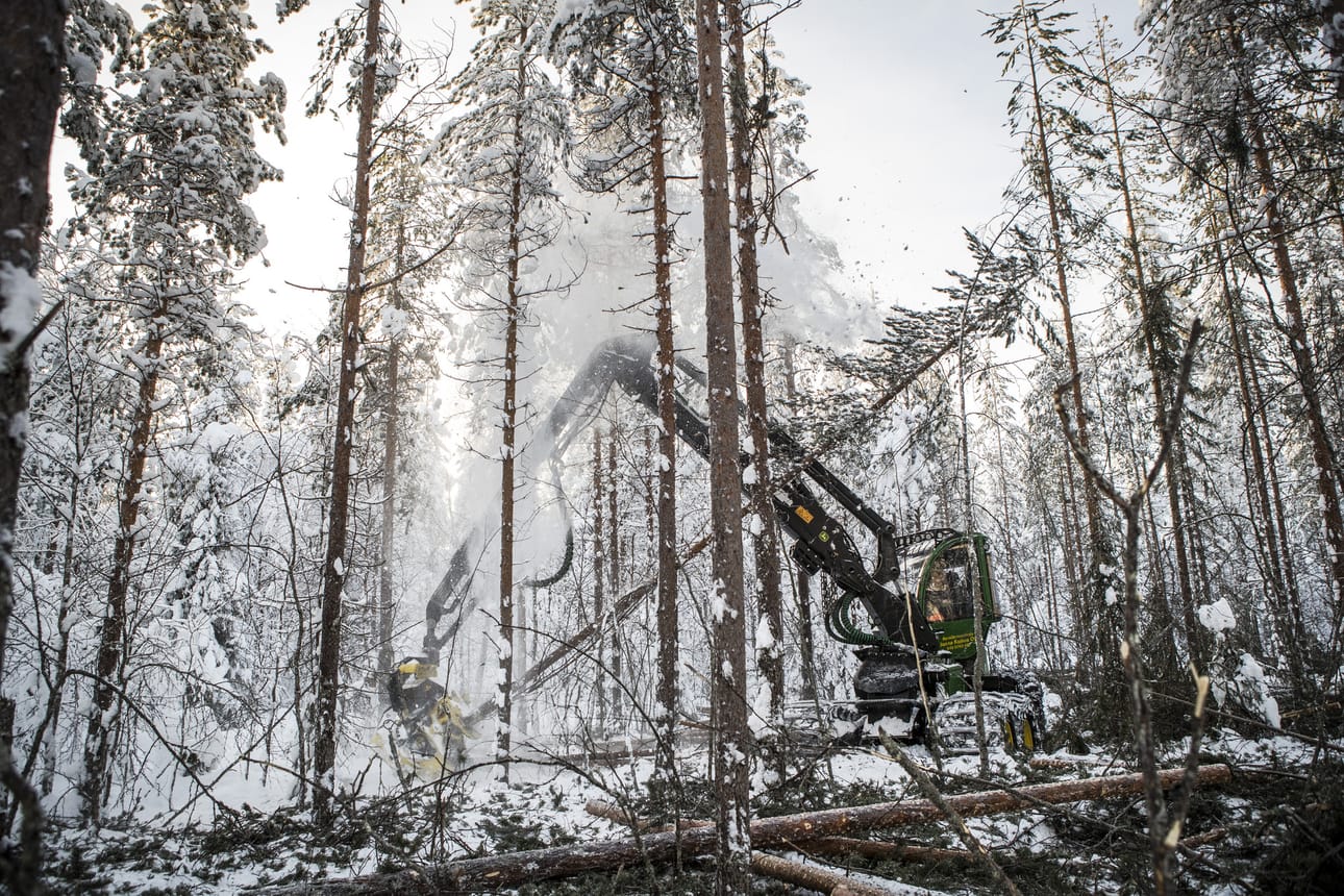 Valtaosa valtion metsistä on pohjoisessa, minne jää vain pieni osa hakkuutuloista.