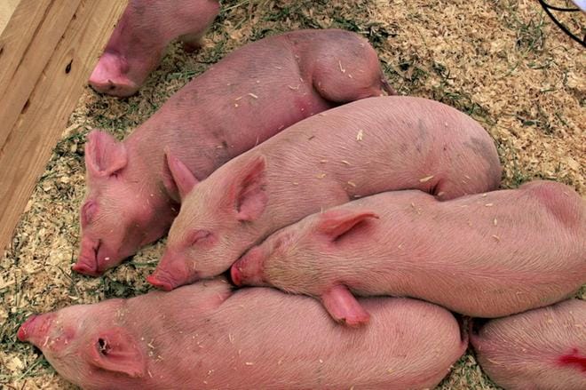 Vieroitettujen porsaiden määrän kasvu 10 vuodessa on yksi esimerkki tuotannon tehostumisesta tiloilla.
