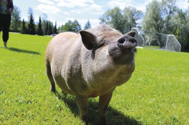 Ossi-sika arvostaa toistuvia aamurutiineja ja aktiviteettejä. Kuva Unna Takalo
