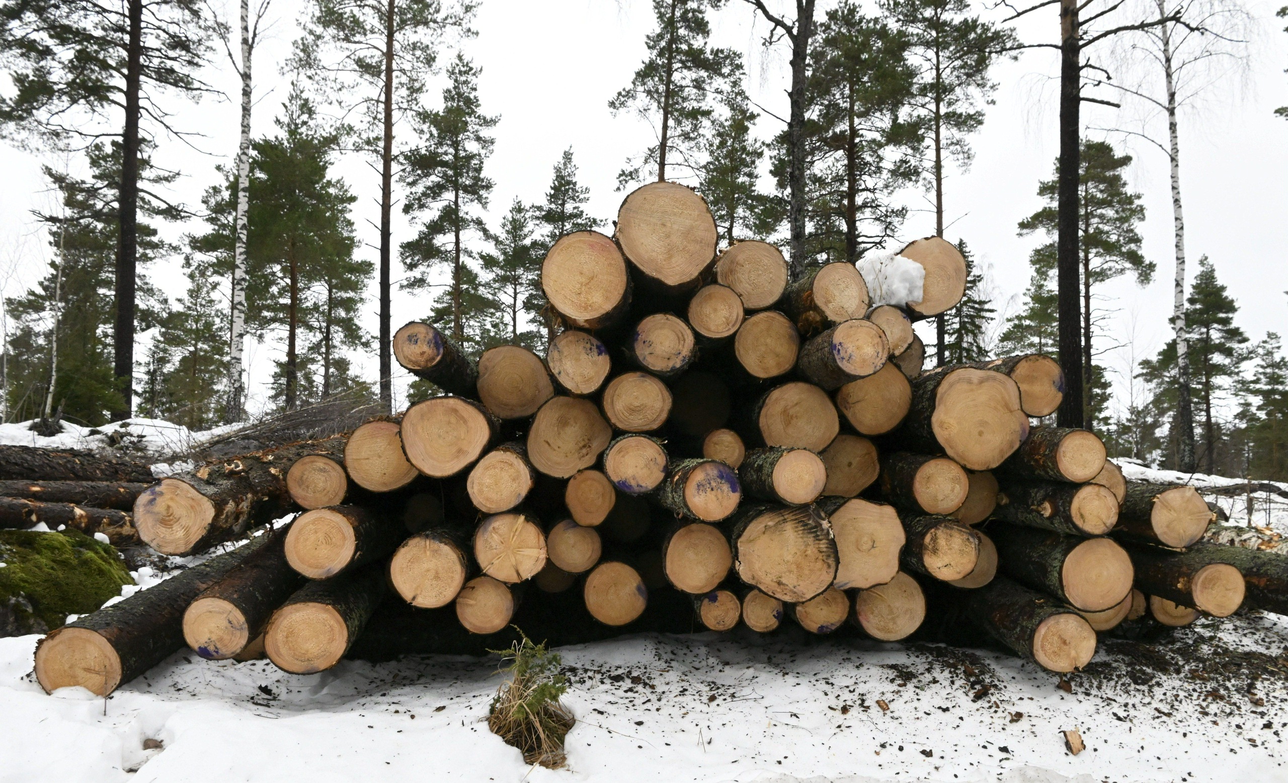 Raportti arvostelee verotuksen porsaanreikiä: ulkomaiset sijoittajat voivat saada verotonta tuloa suomalaismetsistä