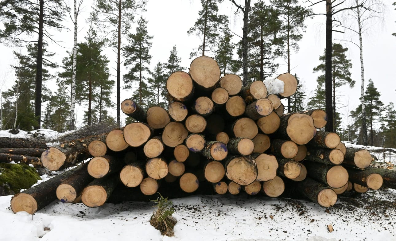 Metsärahastojen ja ulkomaisten sijoittajien metsäomistukset ovat lisääntyneet Suomessa nopeasti kymmenen viime vuoden aikana. LEHTIKUVA / JUSSI NUKARI