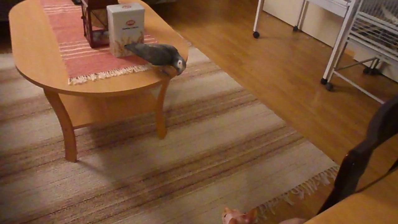 Kissakilpailu: Papukaija ja kissa leikkivät hippaa