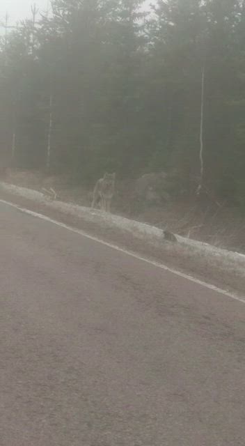 Katso video: Susi tuijotteli maantiellä Haapavedellä
