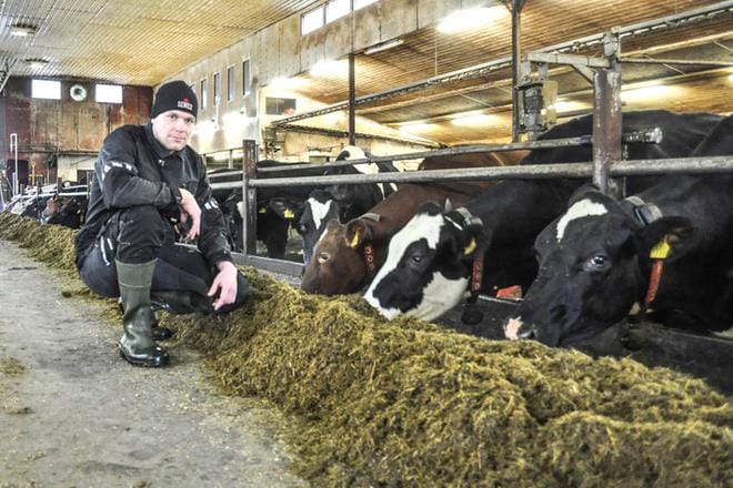 Joonas Tohnin pihatossa märehtii 60 lypsylehmää. KUVA: HANNELE ANTILA