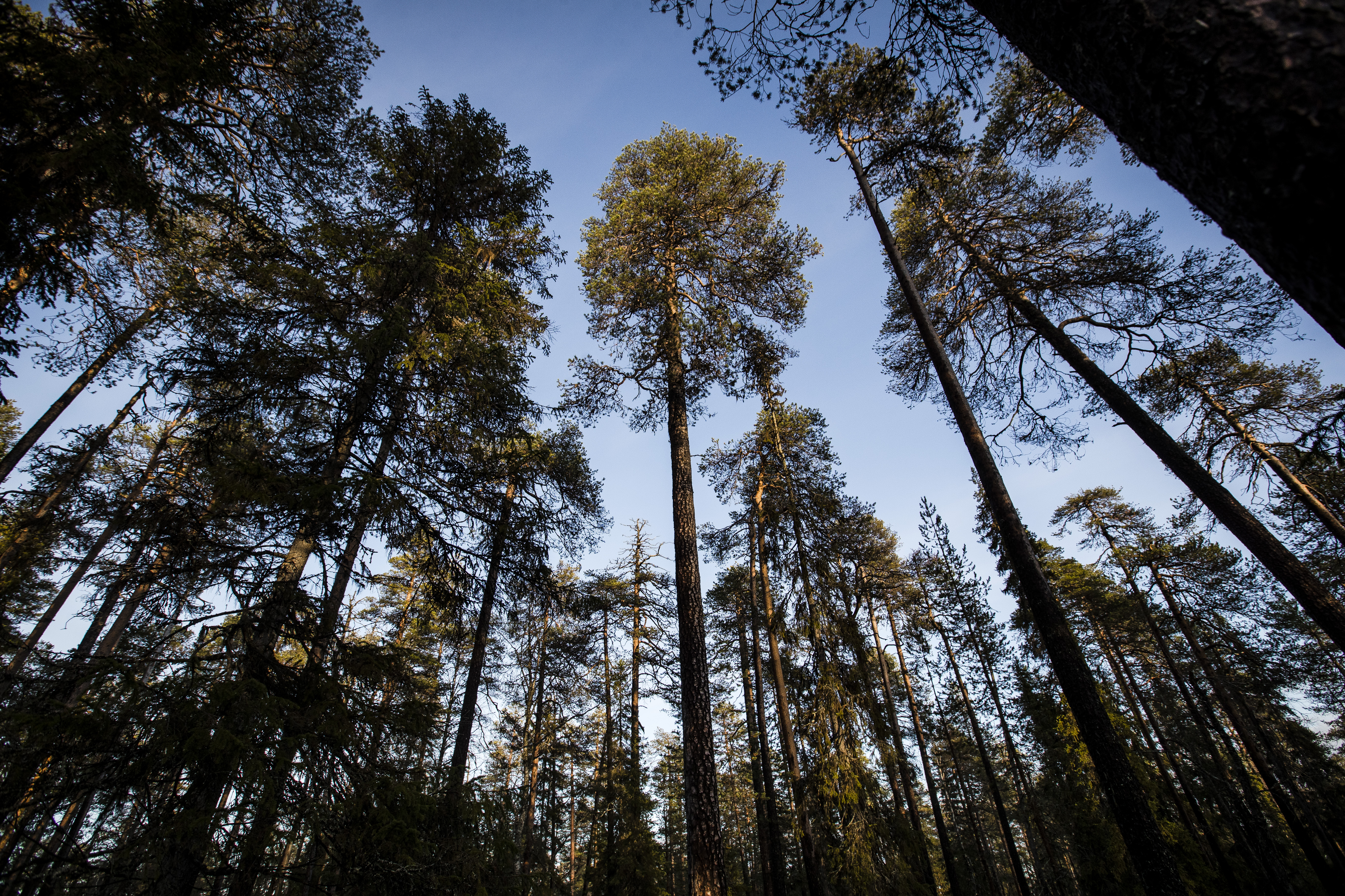 Yli sata vuotta sitten metsänhoitaja käveli tähän männikköön ja halusi säästää sen koskemattomana – Nyt tuntematon luontohelmi Rovaniemen luoteiskulmalla on Lapin vanhin suojelualue