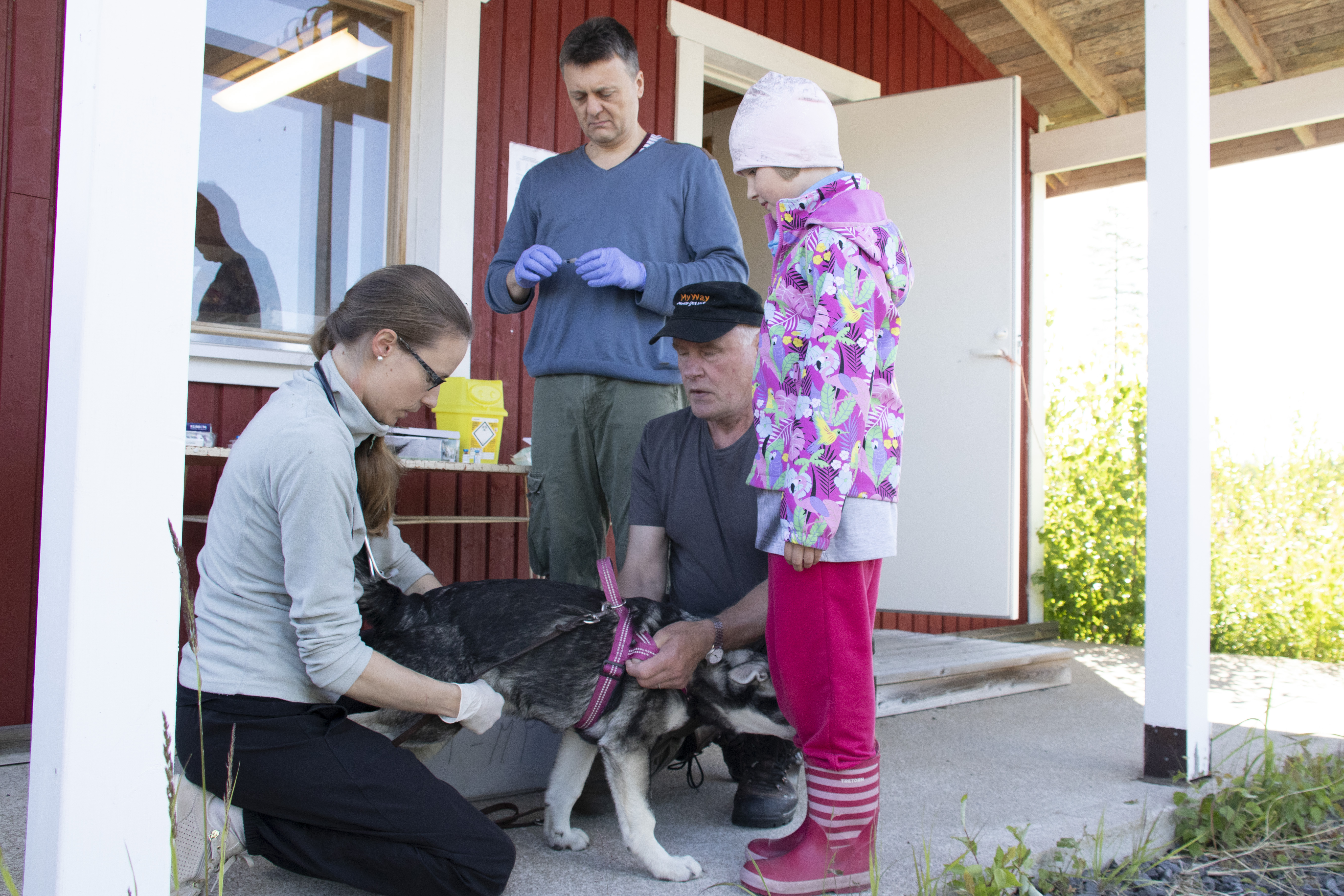 Eläinlääkäri Heli Mourujärvi tarkisti Viliperin terveydentilan, kun Daniel Marin valmisteli rokotteen. Ensio ja Emma Hatunen olivat vasta elämänsä toisen rokotteen saaneen koiran turvana.