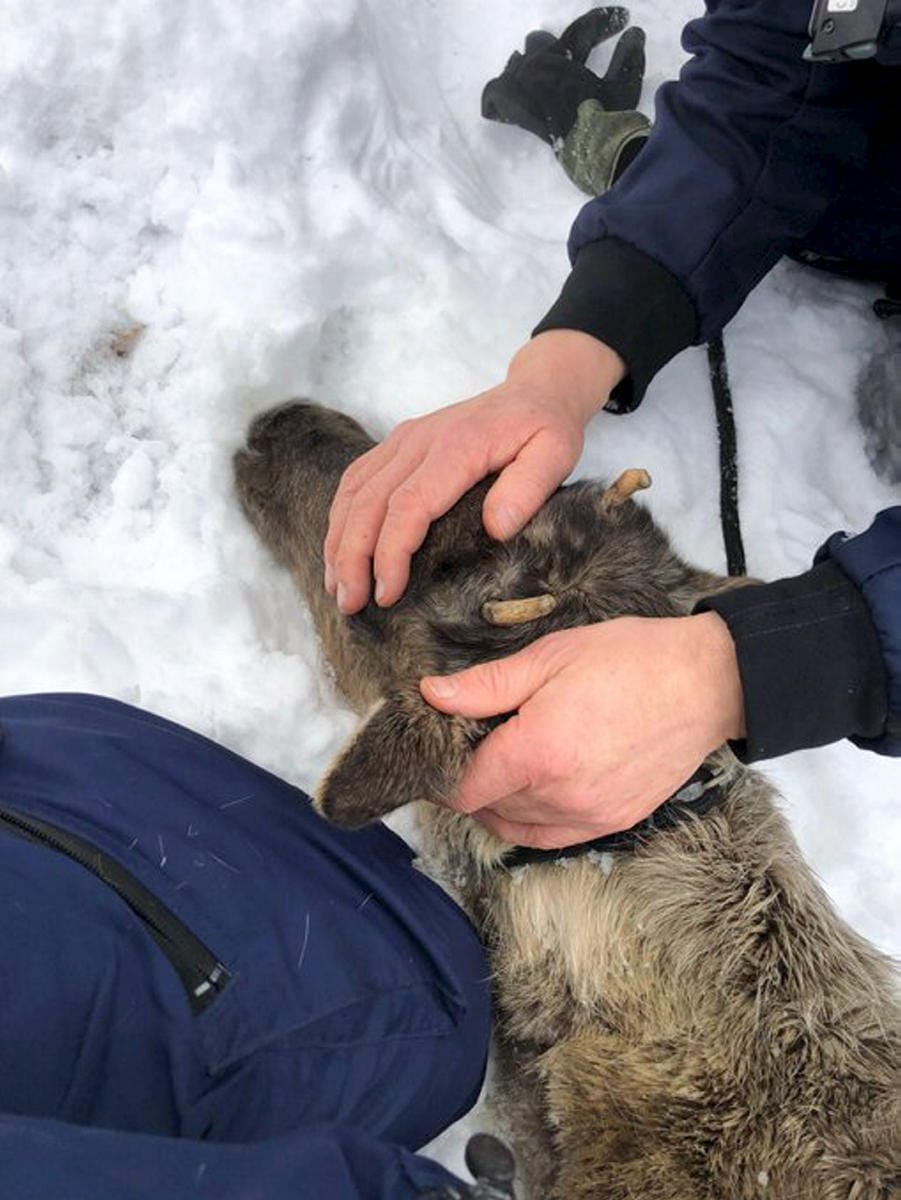 Helsingin poliisin Twitterissä lauantaina julkistama kuva kiinni otetusta porosta. Partio rauhoitteli väsynyttä poroa. LEHTIKUVA / HANDOUT / HELSINGIN POLIISI