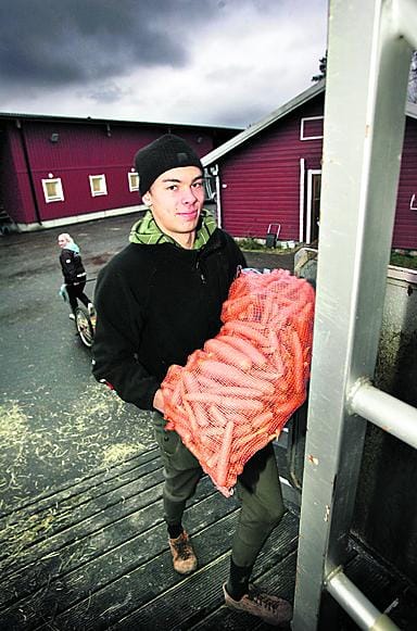 Ville Peltokoski pakkaa hevosautoon evääksi kolme porkkanasäkkiä, kymmenen paalia heinää ja säkkikaupalla rehua.