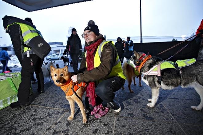 Kaverikoiraohjaaja Maria Kylmäluoma kiinnitteli heijastinliiviä kuusivuotiaalle Suomen pystykorva Allille. Hän piti tärkeänä erilaisten heijastimien käyttämistä kaikilla koirakoilla. KUVAT: TOMI KOSONEN