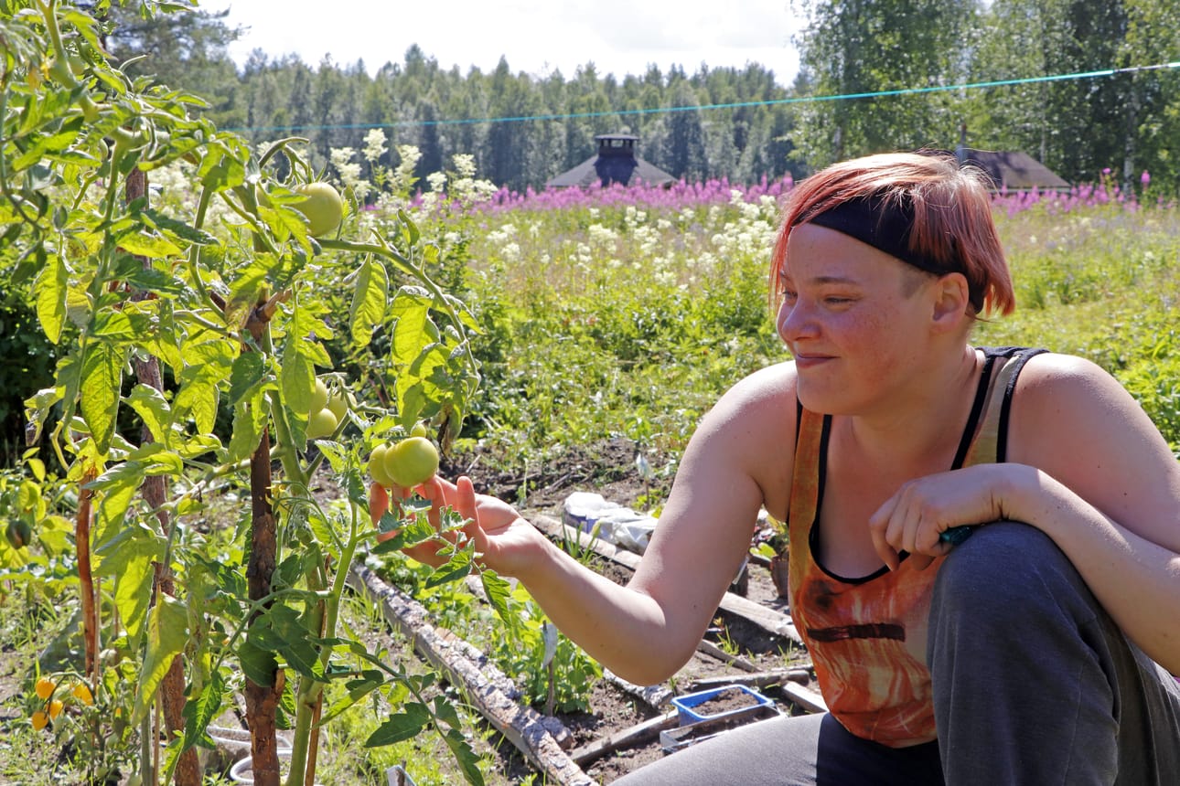 Lindellillä on kasvimaaprojekti käynnissä mökillä. Tomaattejakin on tulossa neljää eri lajiketta.