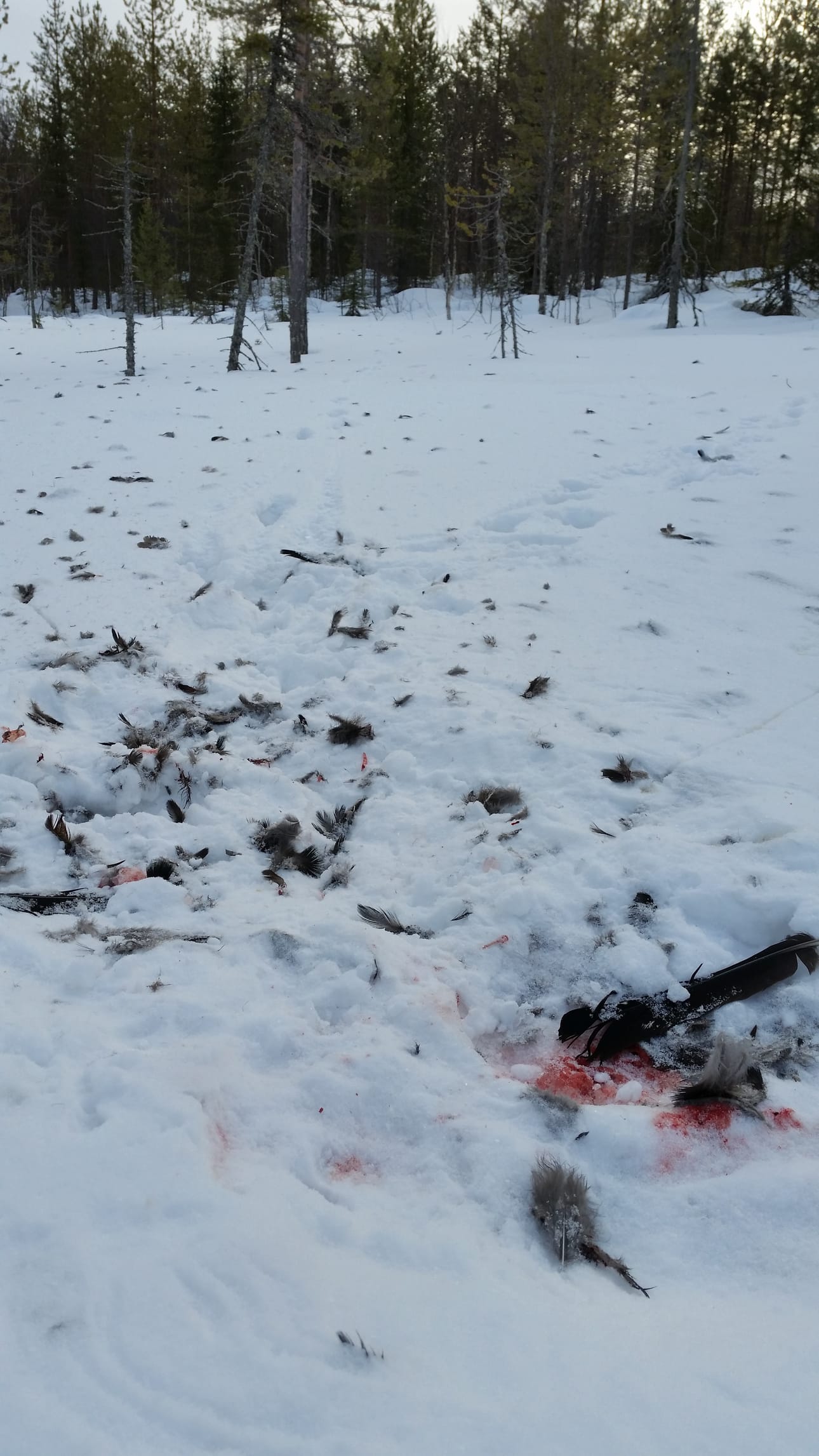 Ketuttaa Meskuksen Itävaarassa