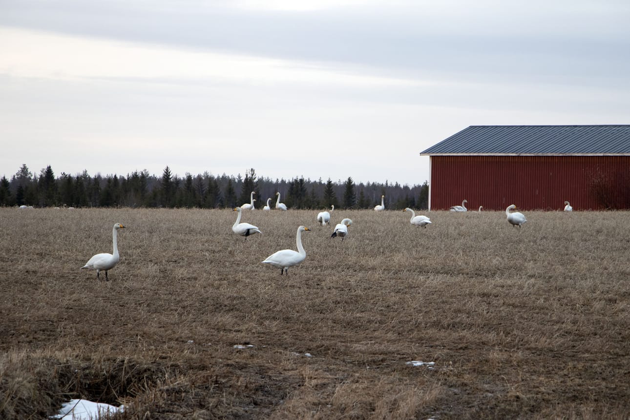 Leskeläntien varteen Aholan pellolle on kokoontunut lähemmäs sata joutsenta. Ne ovat levittyneet laajalle peltoaukealle niin hyvin turvavälityksin, ettei kuvaan saa kuin murto-osan kerrallaan.