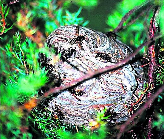 Ampiaispesä kannattaa hävittää viimeistään keskikesällä, sillä loppukesästä pesä suorastaan kuhisee.