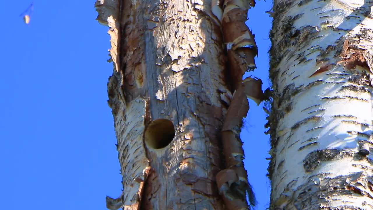 Käpytikat pesässä Iinatin metsässä