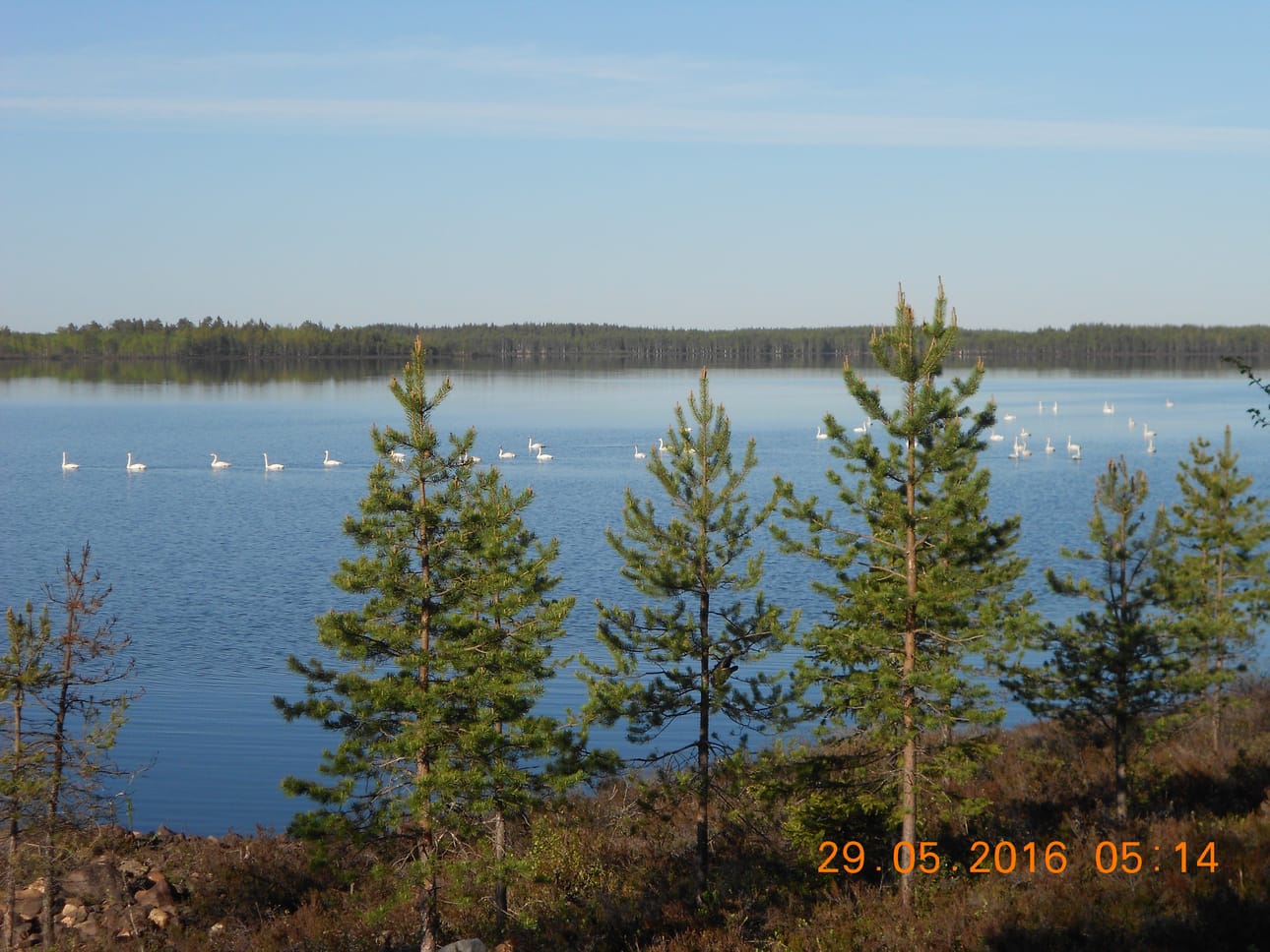 Tuulijärven joutsenia.