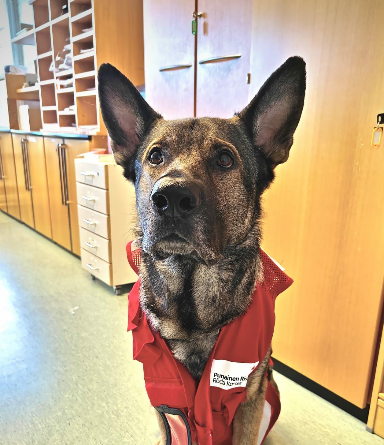 Anastasia Litvinetsin Mörö-koira on Punaisen Ristin maskotti. Litvinets on itse sairaanhoitaja ja Mörö pääsee välillä kaveriksi toimistolle.