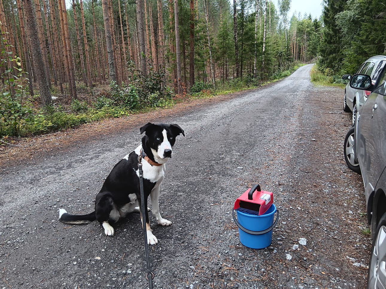 Koirani Mimmi on selvästi marjastajarotuinen. Hän kyräilee juuri oikealla tavalla ennen meitä mustikkapaikalle pujahtanutta marjastajaparia.