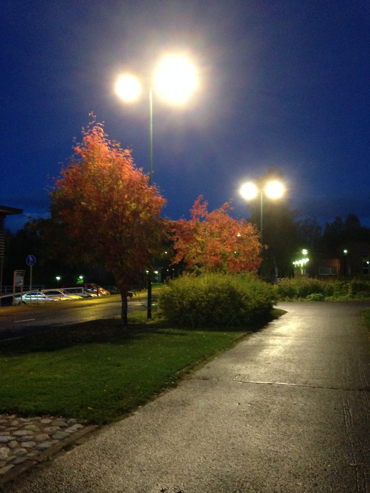 Pihlajat Taivalkoskella Kauppatiellä loistaa ruskan väreissä.