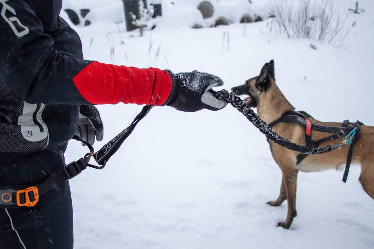 Oleellisiin tarvikkeisiin kuuluu vetonaru, hiihtäjän lantiolle tuleva vetovyö sekä koiralle tulevat vetovaljaat.