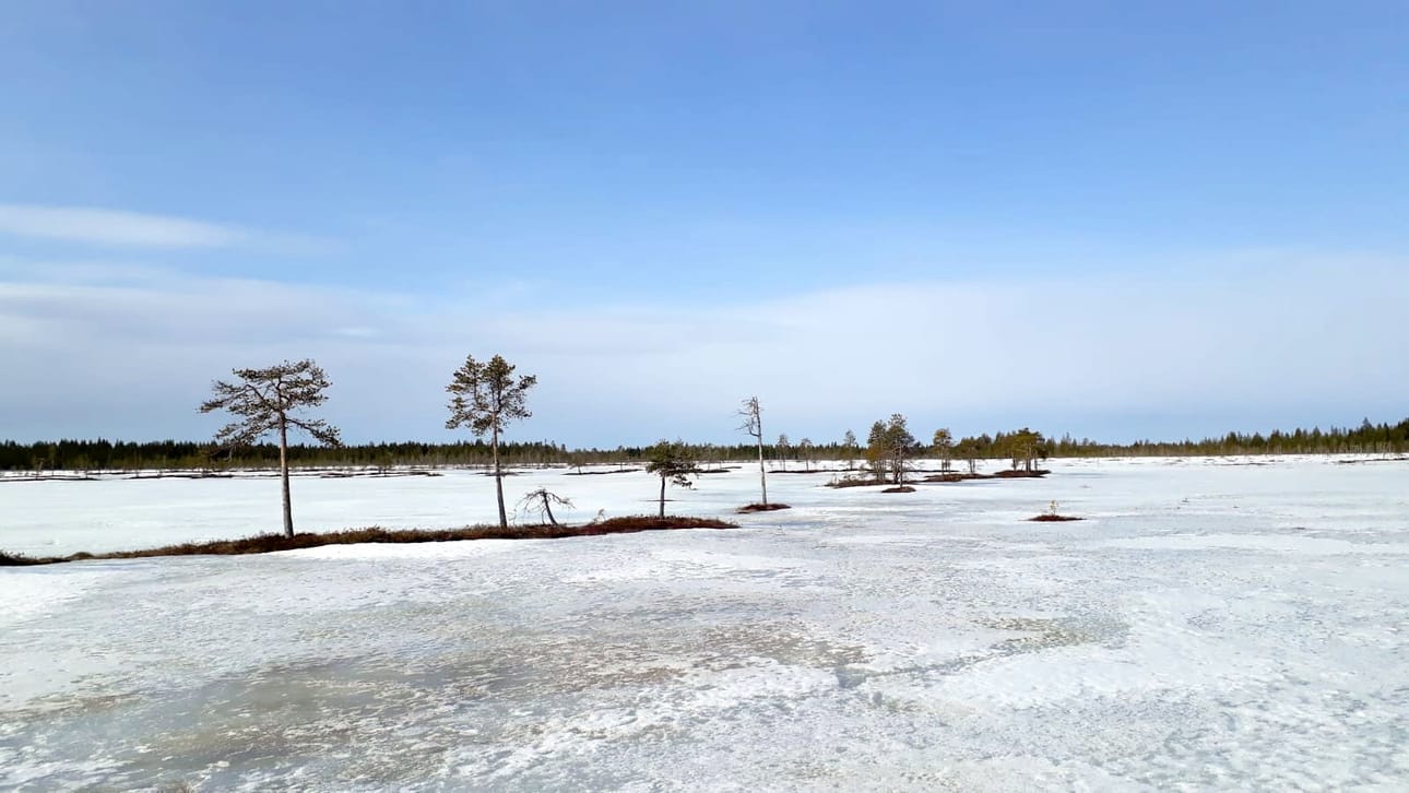 Mustameri - missä puutkin näyttävät palmuilta. Kuva otettu Pudasjärvellä Petäjäkankaantien läheisyydessä 25.4.2020.