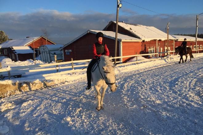 Susihavainnosta huolimatta ratsastustunnit jatkuvat toistaiseksi normaalisti Cederblomin tallilla. KUVA: TAPIO LEHTINEN