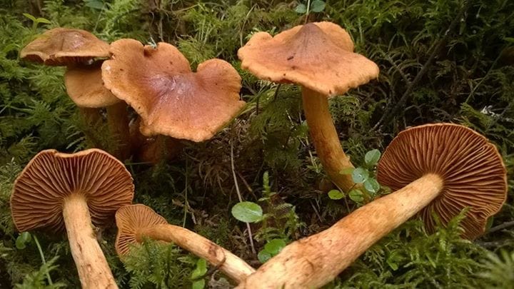 Suippumyrkkyseitikki on erittäin myrkyllinen sieni. Sitä on nyt löydetty Oulun seudulta tavallista runsaammin.