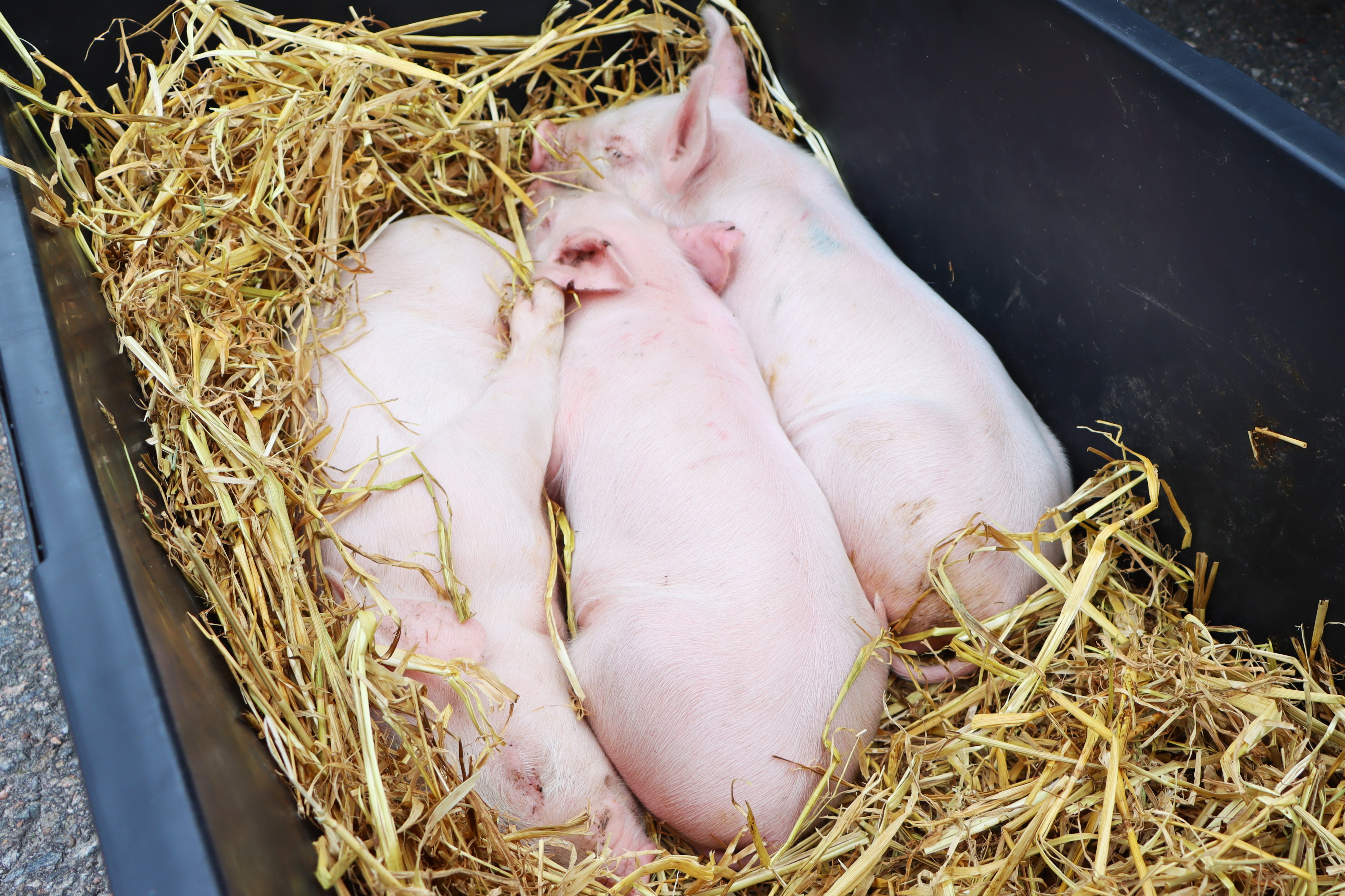 Ympäristölautakunta hyväksyi Ristiluoman tilan laajennuksen poikkeamisluvan