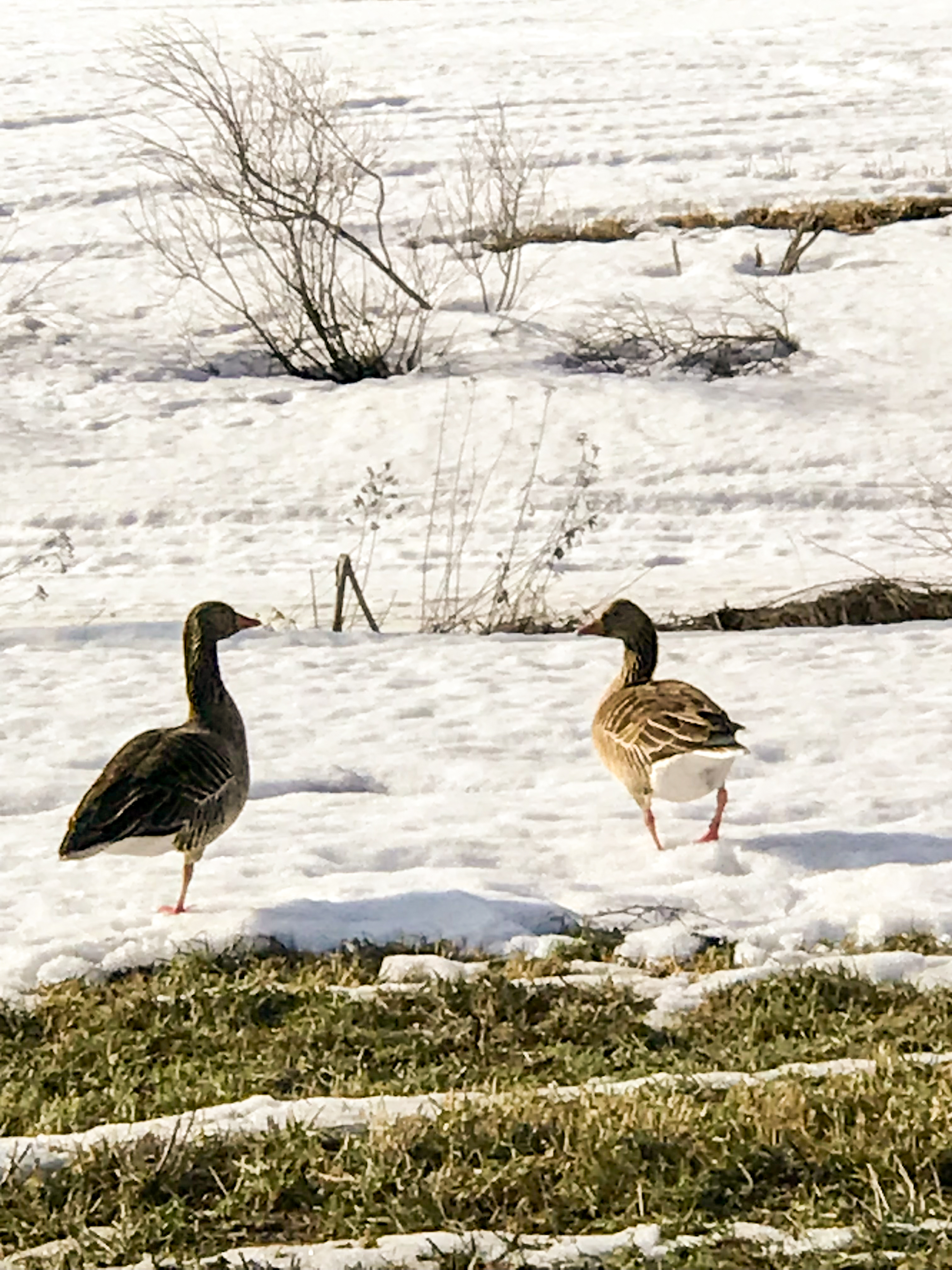Merihanhet ovat tavallisia vieraita Tornion peltolakeuksilla, jotka ovat hanhille mieluisia ruokailupaikkoja.