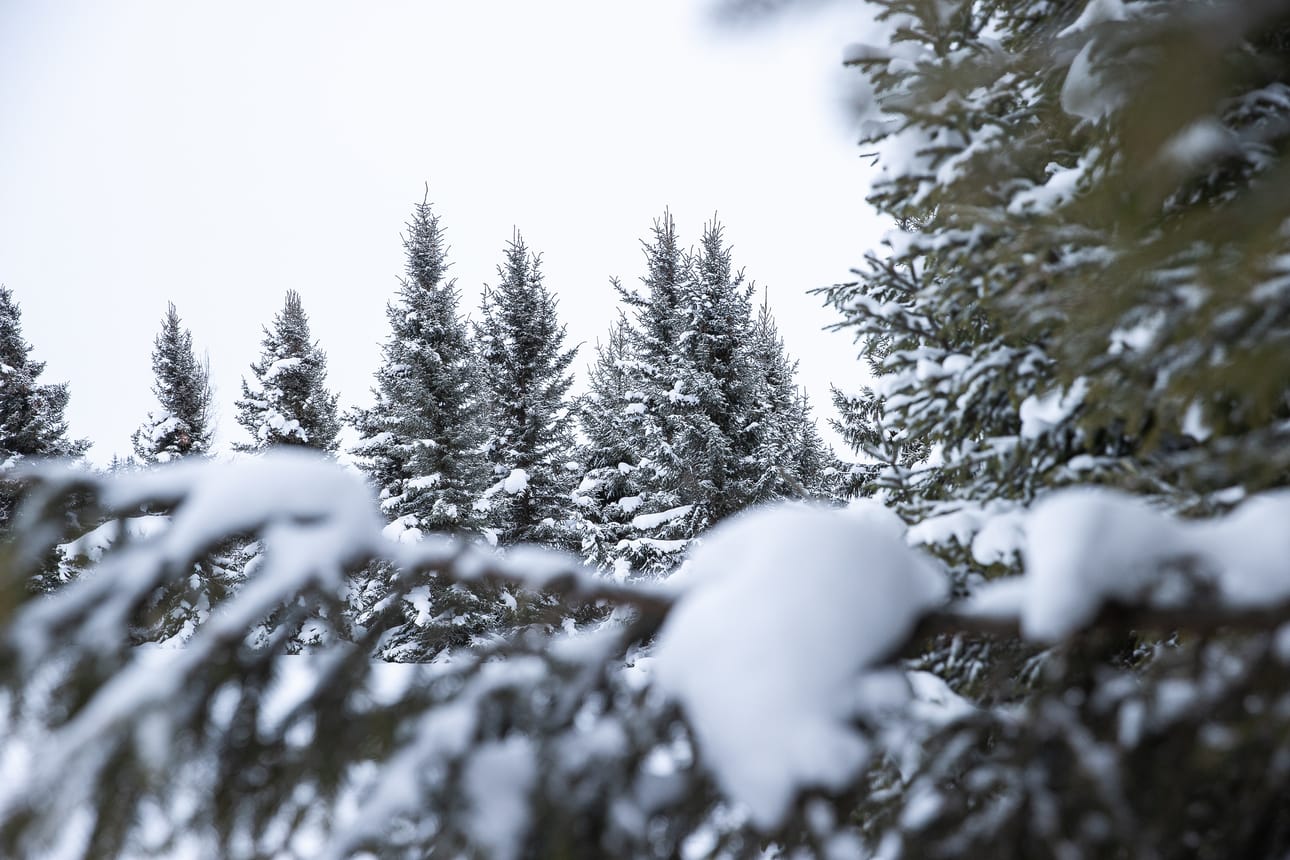 Kirjoittaja pohtii muun muassa metsäomistuksen siirtymistä sijoittajille.