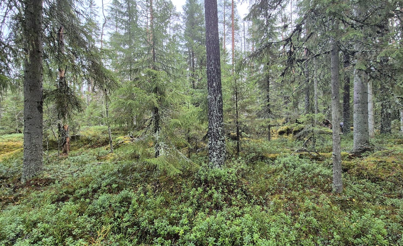 Metsätilojen hinnat ovat jatkaneet tänä vuonna nousuaan. Metsätilakauppoja on tehty vähemmän kuin viime vuonna.