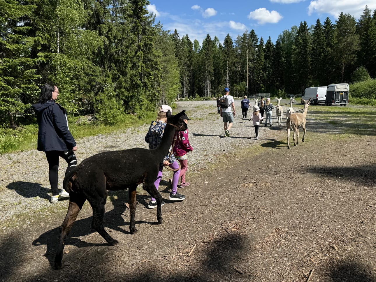 Alpakoiden taluttaminen on tänäkin vuonna mahdollista sunnuntaina järjestettävässä Tenavien tempauksessa.