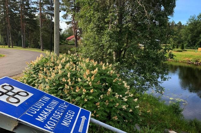 Kuvan vasemman reunan ulkopuolelle jäävän niemen alueella sijaitsi ennen Tuluutin leirintäalue. Nykyään sieltä löytyy kotiseutumuseo, jonne kuvan kyltti opastaa. Toisella puolella jokea on Tuluutin rantapuisto ja sen takana Tuluutintie. KUVA: VILJA VAINIO