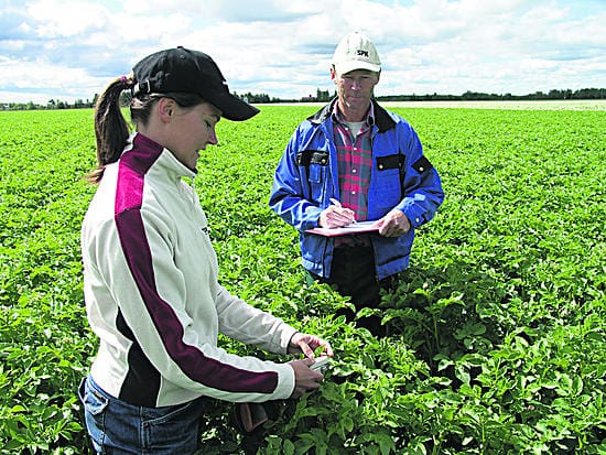 Peruna-agronomi Anna-Kaisa Joentakanen ja viljelijä Timo L. Kauppi mittaavat perunan lehtien lehtivihreän laatua.