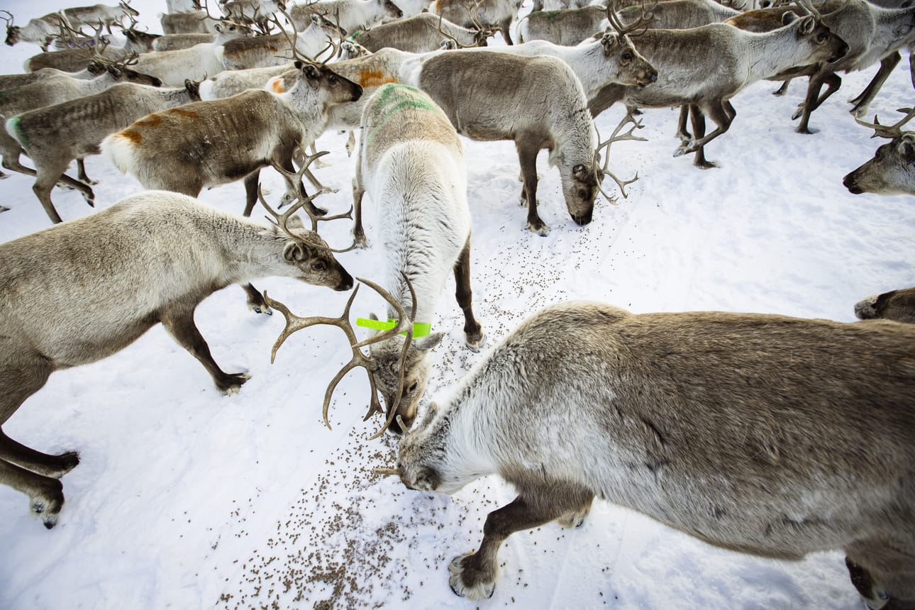 Suomi voi tukea saamelaista poronhoitoa 10 miljoonalla eurolla vuosittain uuden EU-päätöksen myötä.