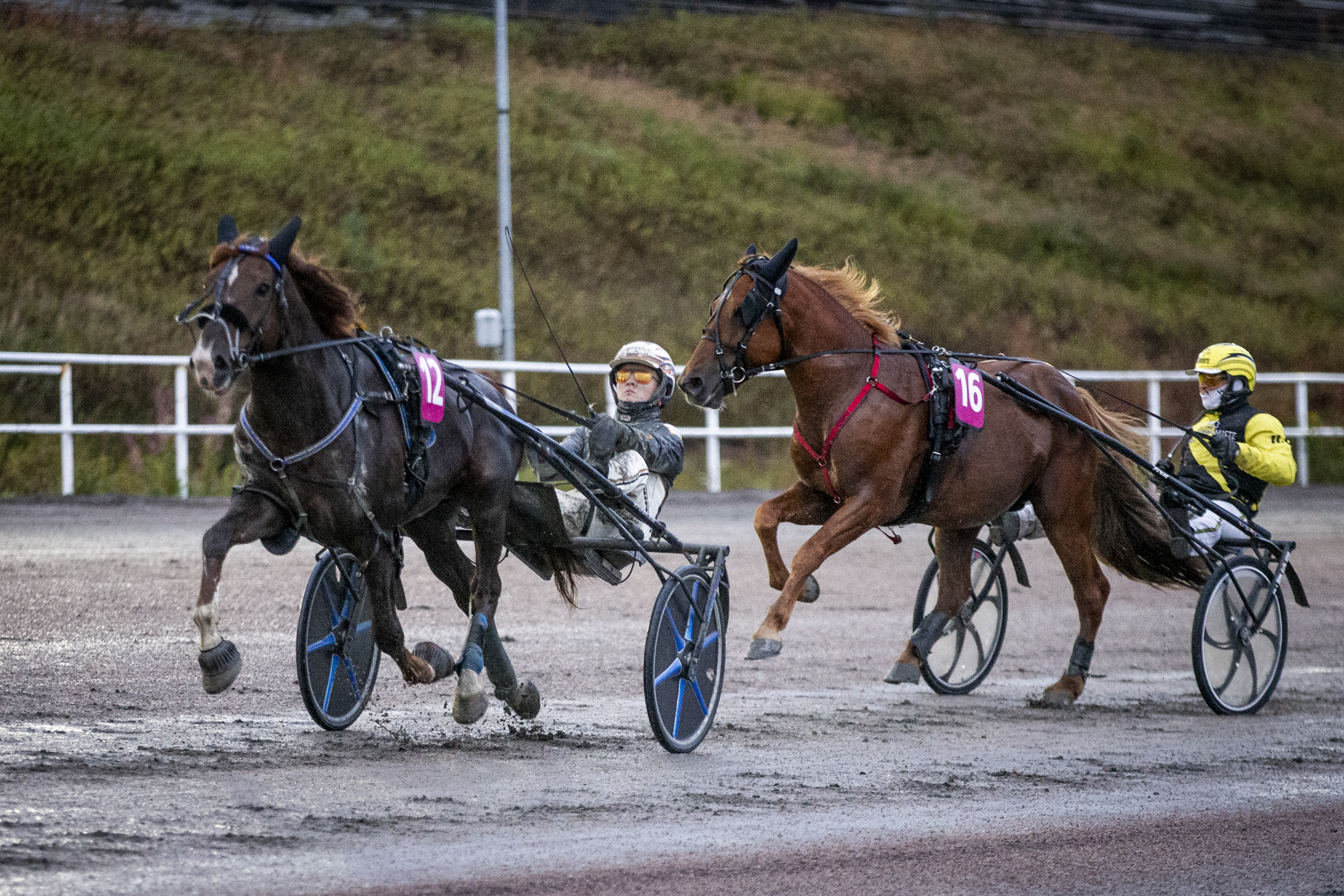 Vänrikki dramaattisen Kirppu-ajon voittoon – "Ravia mennessään ei olisi päästy Carusta ohi"