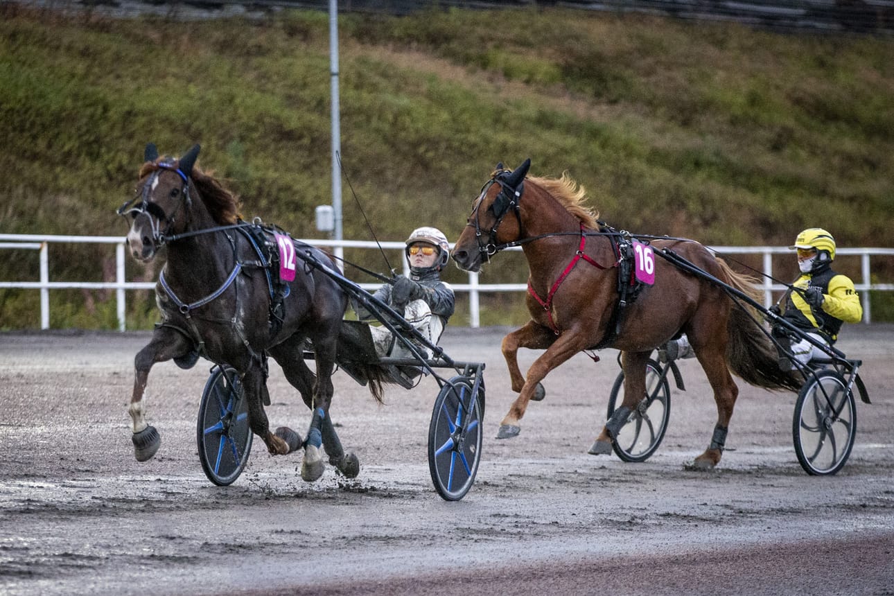 Kirppu-ajon ratkaisu huipentui loppusuoran viimeisille metreille. Henri Bollströmin Caru (16) sortuu laukalle, ja Tuukka Variksen Vänrikki (12) korjaa potin.