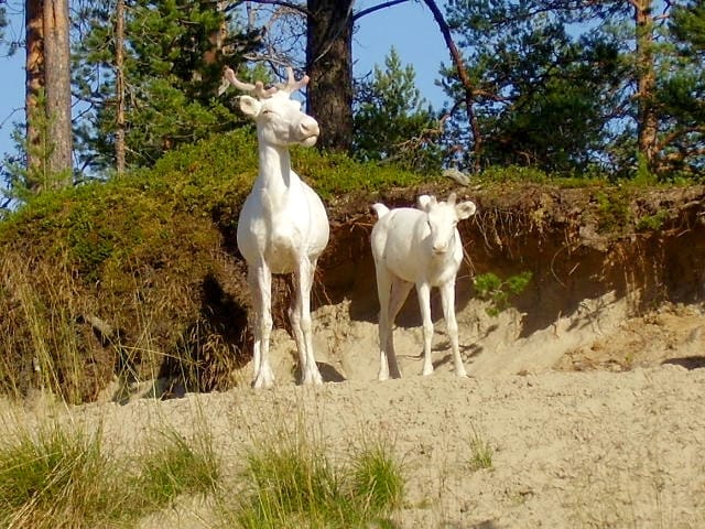 Valkoisia poroja Posiolla.