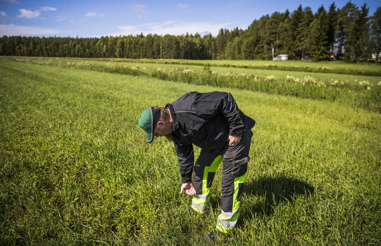Kuivuus on vaikuttanut myös rehun tuotantoon. Haukiputaalainen karjankasvattaja Hannu Örn havainnollistaa kesän ensimmäisen nurmisadon mittaa. – Tämän turvepohjaisen lohkon ensimmäinen sato oli lyhyttä tuppea. Nyt se kuitenkin vihertää hyvin, joten toisesta sadosta voi tulla normaali, Örn sanoo.
