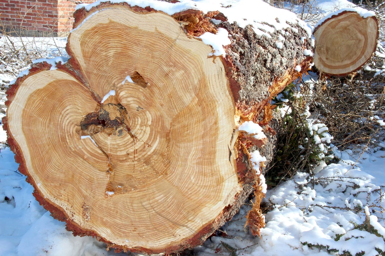 Metsäveroilmoituksen jättöaika on joko 2. maaliskuuta tai 2. huhtikuuta.