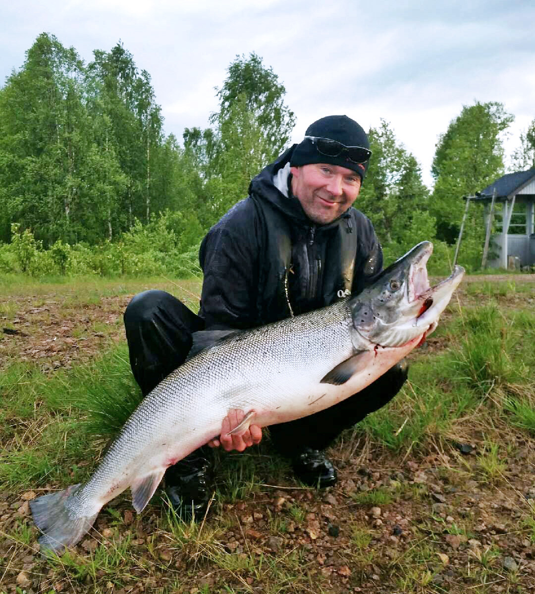 Teijo Kolehmainen sai Pellossa Tornionjoesta 21,04 kilogrammaa painavan lohen Muuras-vaapulla. Nyt kala on pilkottu ja pakastettu.