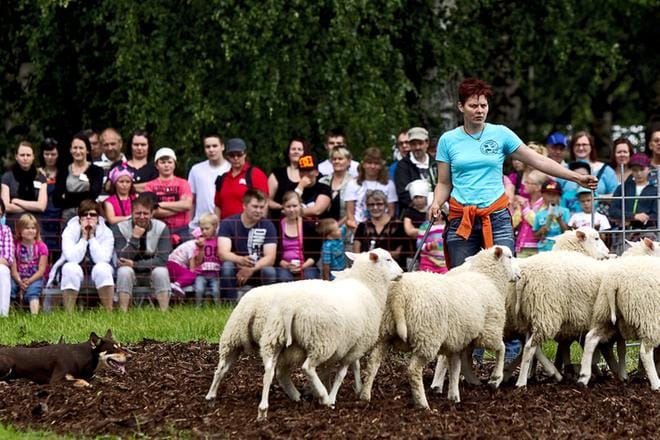 Eläimet ja eläinnäytökset ovat aina olleet Farmari-kentän vetonauloja, niin myös tämä paimenkoiranäytös viime Farmarissa Seinäjoella 2013. KUVA: HEIKKI HAKANEN