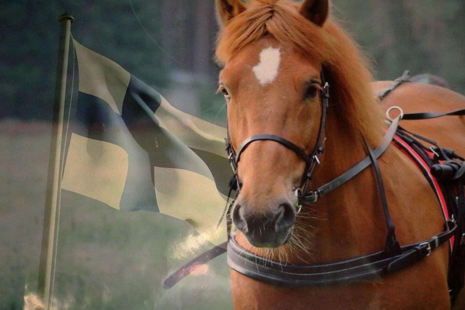 Raahen lukion oppilaan, Kaisa Kärkisen valokuva Suomen hevosesta sai kunniamaininnan postimerkkisarjassa.