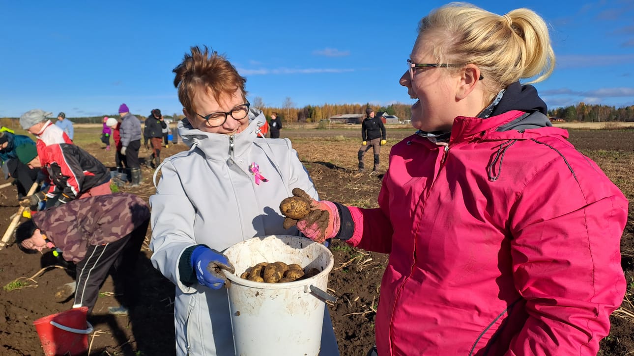 Outi Jalonen noukki perunoita maasta tyttärensä Anu-Maria Salon kanssa sunnuntain kökässä. Jalonen tarjosi omistamansa peltomaan koko kylän yhteiselle perunamaaprojektille.
