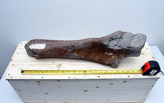 Vuosaaren satamasta löydettiin joulukussa 2005 Mammutin luu.